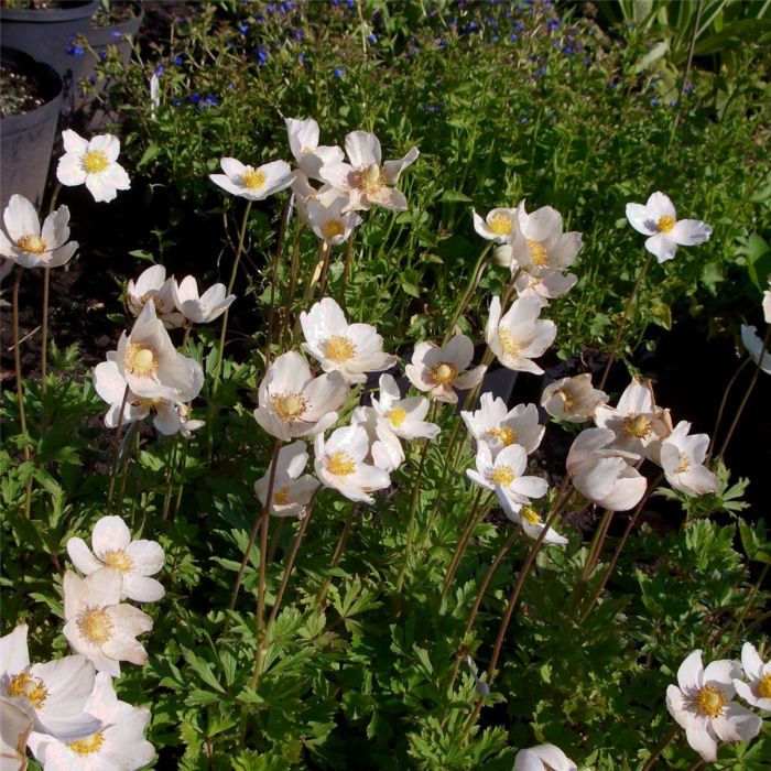 Waldanemone\u0020\u0028Anemone\u0020sylvestris\u0020\u0029\u0020