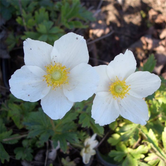 Waldanemone\u0020\u0028Anemone\u0020sylvestris\u0020\u0029\u0020