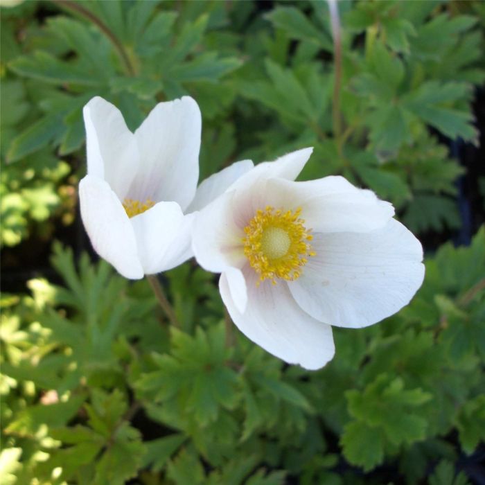 Waldanemone\u0020\u0028Anemone\u0020sylvestris\u0020\u0029\u0020