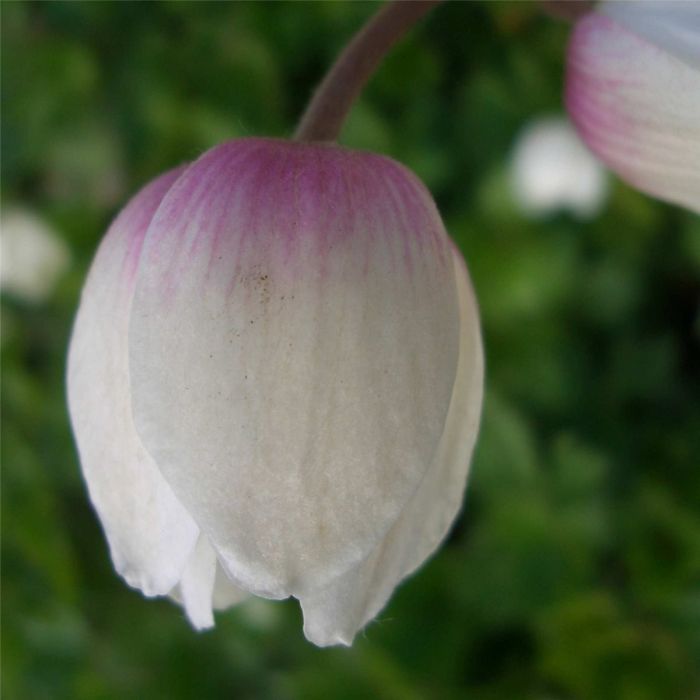 Waldanemone\u0020\u0028Anemone\u0020sylvestris\u0020\u0029\u0020