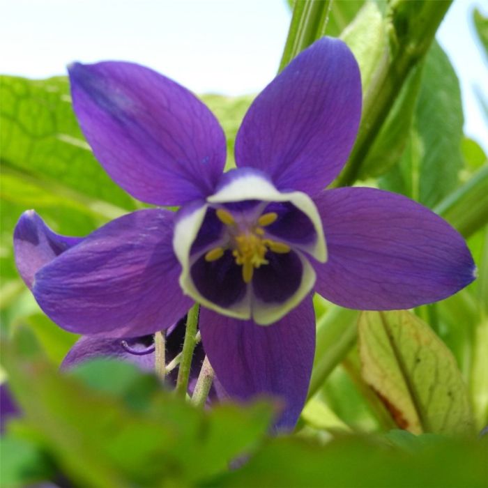 Akelei\u0020\u0028Aquilegia\u0020x\u0020caerulea\u0020\u0029\u0020Spring\u0020Magic\u0020Blau\u002D\u0020Wei\u00DF