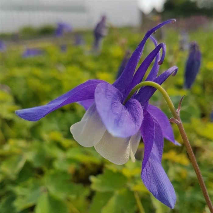 Akelei\u0020\u0028Aquilegia\u0020x\u0020caerulea\u0020\u0029\u0020Spring\u0020Magic\u0020Blau\u002D\u0020Wei\u00DF