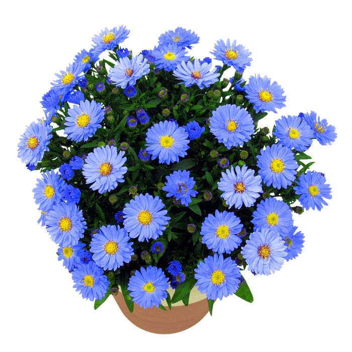 Kissenaster\u0020\u0028Aster\u0020dumosus\u0029\u0020Aqua\u0020Compact