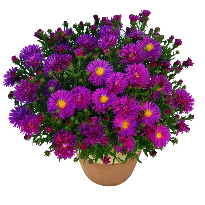 Kissenaster\u0020\u0028Aster\u0020dumosus\u0029\u0020Rubin