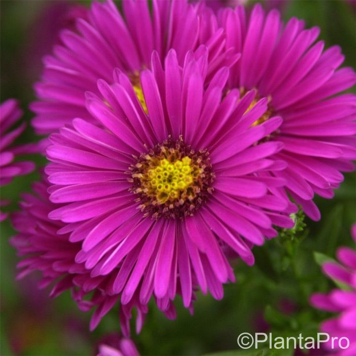 Kissenaster\u0020\u0028Aster\u0020dumosus\u0029\u0020Jenny