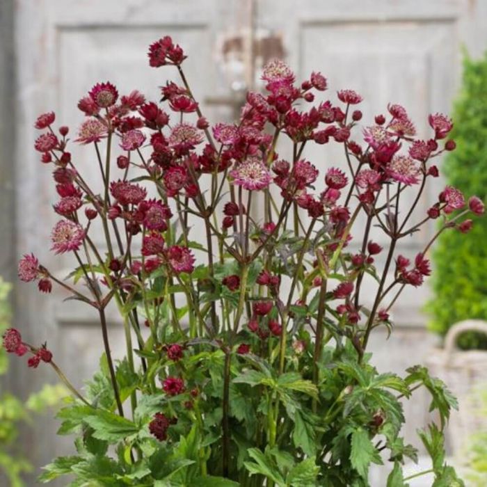Gro\u00DFe\u0020Sterndolde\u0020\u0028Astrantia\u0020major\u0029\u0020Star\u0020of\u0020Love