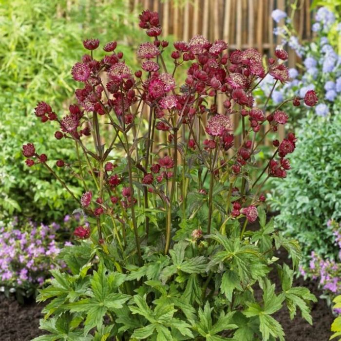 Gro\u00DFe\u0020Sterndolde\u0020\u0028Astrantia\u0020major\u0029\u0020Star\u0020of\u0020Love
