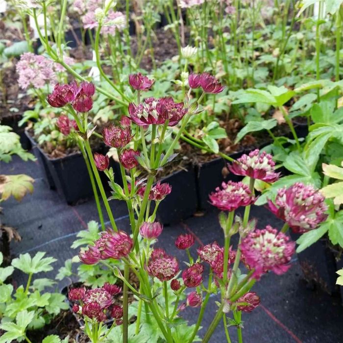 Gro\u00DFe\u0020Sterndolde\u0020\u0028Astrantia\u0020major\u0020\u0029\u0020Moulin\u0020Rouge\u00AE\u0020