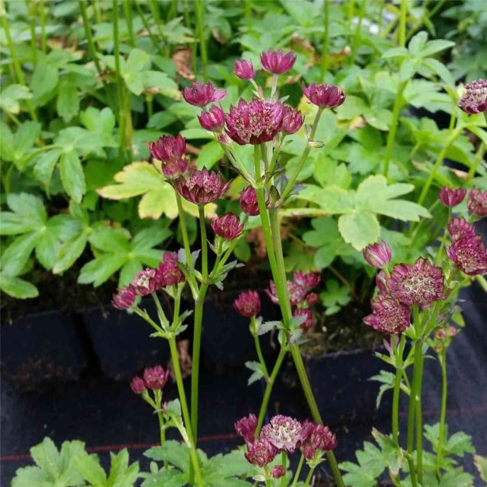 Gro\u00DFe\u0020Sterndolde\u0020\u0028Astrantia\u0020major\u0020\u0029\u0020Moulin\u0020Rouge\u00AE\u0020