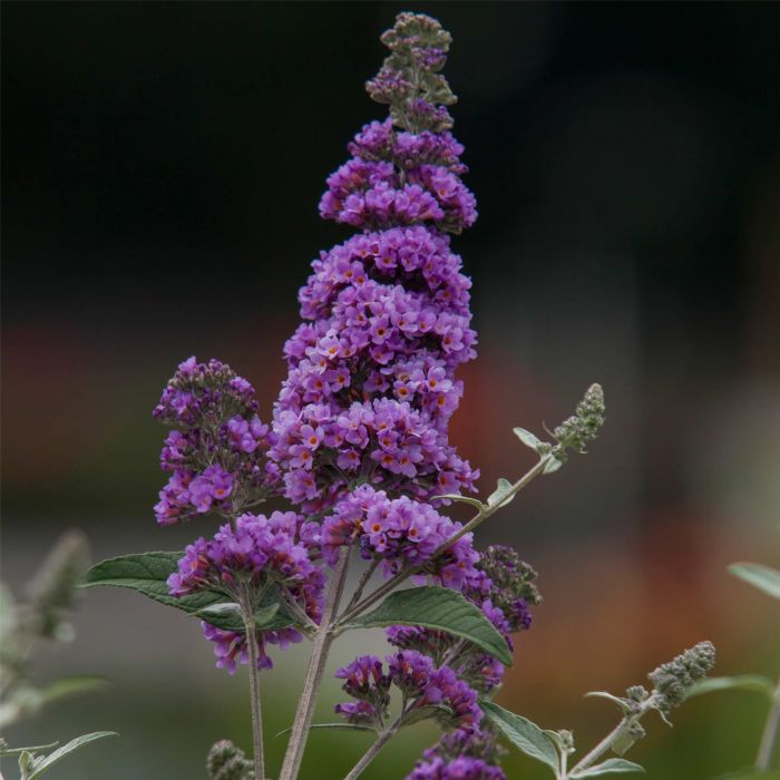 Zwerg\u002DSchmetterlingsflieder\u0020\u0028Buddleja\u0020davidii\u0029\u0020Humdinger\u00AE\u0020Lavender\u0020Cupcake