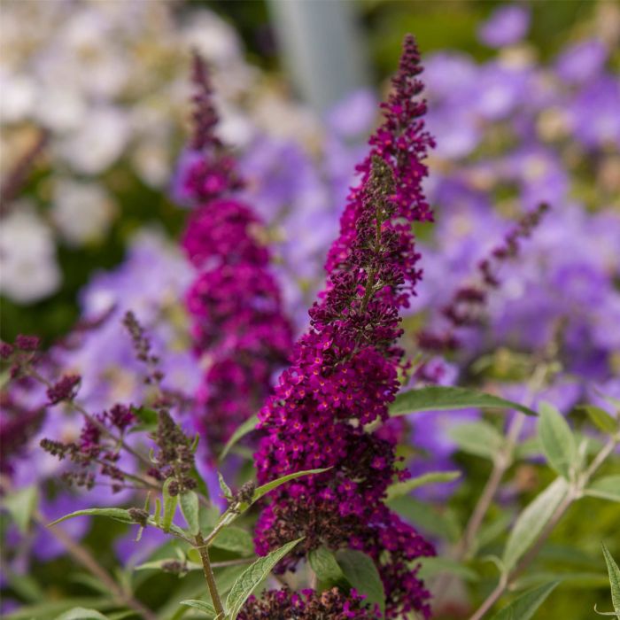 Zwerg\u002DSchmetterlingsflieder\u0020\u0028Buddleja\u0020davidii\u0029\u0020Magenta\u0020Munchkin