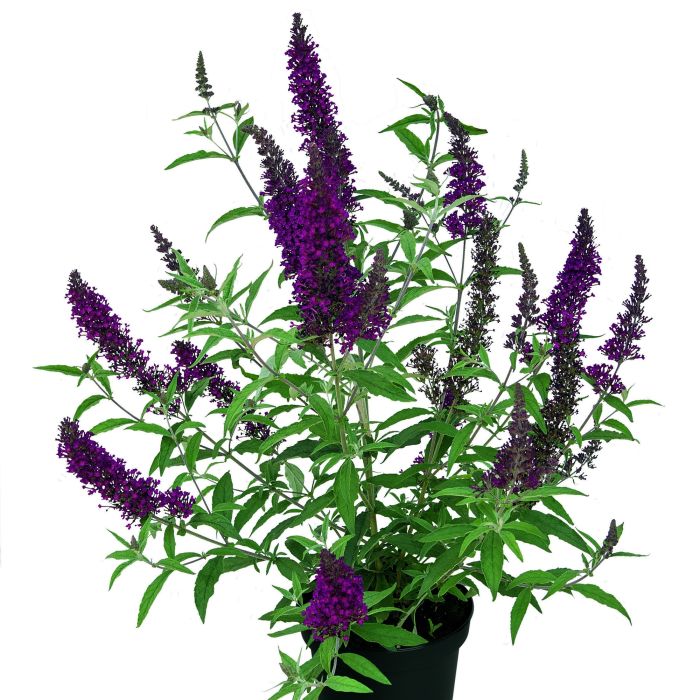 Zwerg\u002DSchmetterlingsflieder\u0020\u0028Buddleja\u0020davidii\u0029\u0020BUZZ\u0020Buddleia\u0020Wine