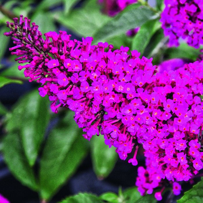 Zwerg\u002DSchmetterlingsflieder\u0020\u0028Buddleja\u0020davidii\u0029\u0020BUZZ\u0020Hot\u0020Raspberry