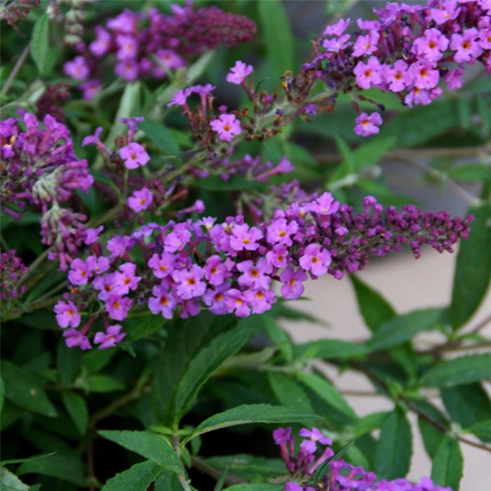 Zwerg\u002DSchmetterlingsflieder\u0020\u0028Buddleja\u0020davidii\u0029\u0020Free\u0020Petite\u0020Dark\u0020Pink