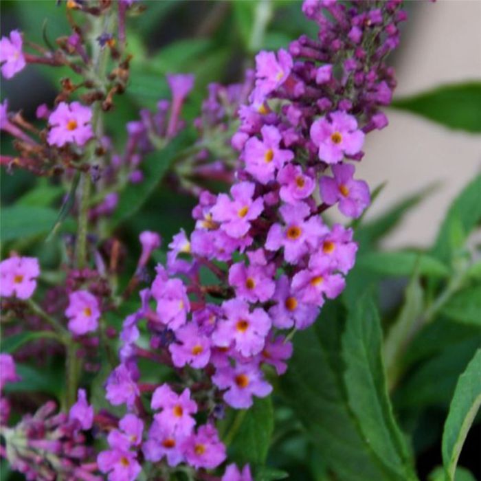 Zwerg\u002DSchmetterlingsflieder\u0020\u0028Buddleja\u0020davidii\u0029\u0020Free\u0020Petite\u0020Dark\u0020Pink