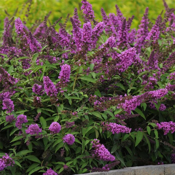 Zwerg\u002DSchmetterlingsflieder\u0020\u0028Buddleja\u0020davidii\u0029\u0020Free\u0020Petite\u0020Tutti\u0020Frutti