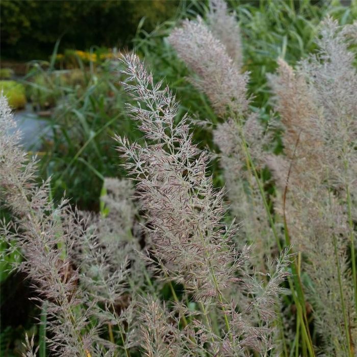 Diamantgras\u0020\u0028Calamagrostis\u0020brachytricha\u0029\u0020