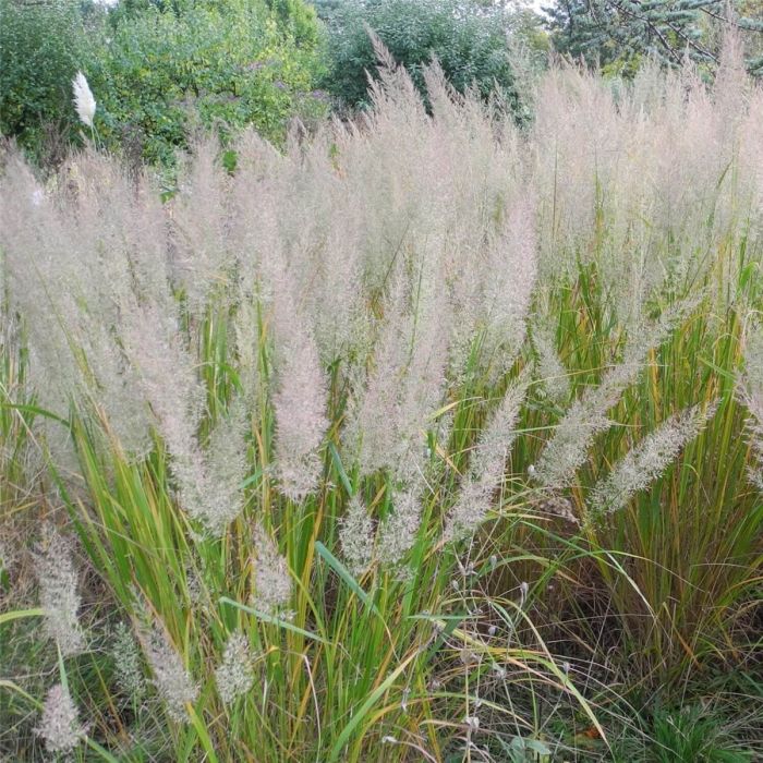 Diamantgras\u0020\u0028Calamagrostis\u0020brachytricha\u0029\u0020