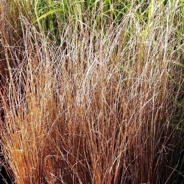 15\u0020St\u00FCck\u0020Mix\u0020Leuchtende\u0020Farbe\u0020\u002A\u0020Indian\u0020Summer\u0020mit\u0020Gr\u00E4sern\u0020\u002A\u0020mit\u0020PFLANZPLAN\u0020\u0028Mix\u0029\u0020