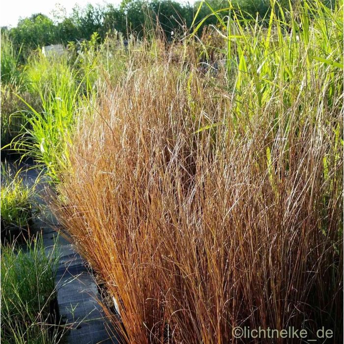 Fuchsrote\u0020Segge\u0020\u0028Carex\u0020buchananii\u0029\u0020Franks\u0020Hair