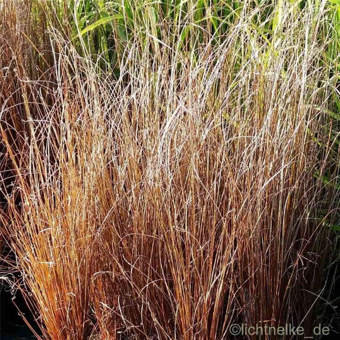 Fuchsrote\u0020Segge\u0020\u0028Carex\u0020buchananii\u0029\u0020Franks\u0020Hair