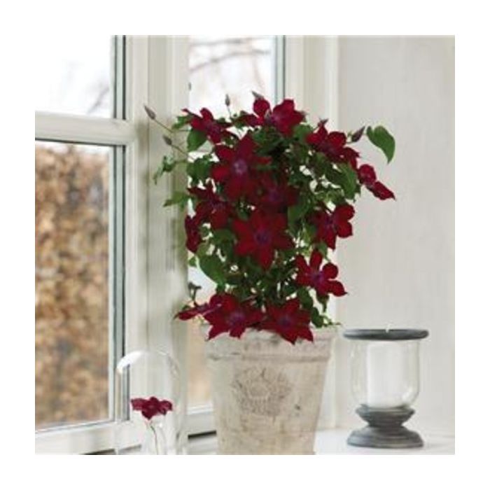 Waldrebe\u0020\u0028Clematis\u0029\u0020Nubia\u2122\u0020Boulevard\u00AE\u0020Evipo079