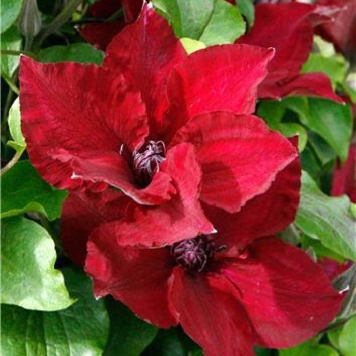 Waldrebe\u0020\u0028Clematis\u0029\u0020Nubia\u2122\u0020Boulevard\u00AE\u0020Evipo079