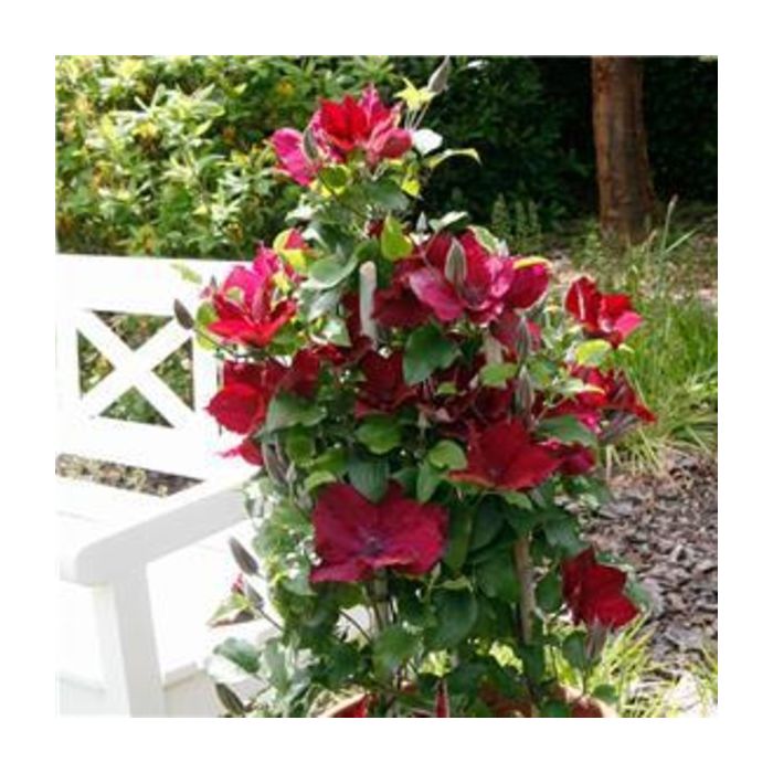 Waldrebe\u0020\u0028Clematis\u0029\u0020Nubia\u2122\u0020Boulevard\u00AE\u0020Evipo079