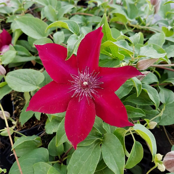 Waldrebe\u0020\u0028Clematis\u0029\u0020Nubia\u2122\u0020Boulevard\u00AE\u0020Evipo079