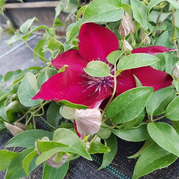 Waldrebe\u0020\u0028Clematis\u0029\u0020Nubia\u2122\u0020Boulevard\u00AE\u0020Evipo079