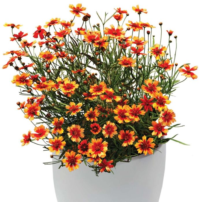 M\u00E4dchenauge\u0020\u0028Coreopsis\u0029\u0020Desert\u0020Coral