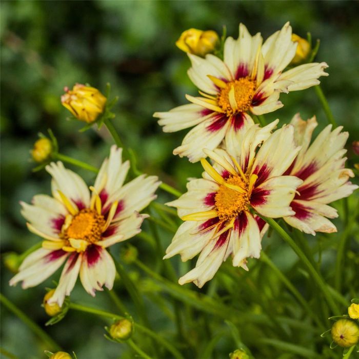 M\u00E4dchenauge\u0020\u0028Coreopsis\u0029\u0020Little\u0020Bang\u0020Starlight