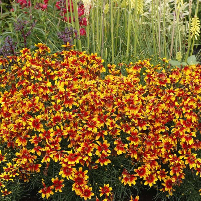 M\u00E4dchenauge\u0020\u0028Coreopsis\u0020verticillata\u0020hybrids\u0029\u0020Lightning\u0020Bug