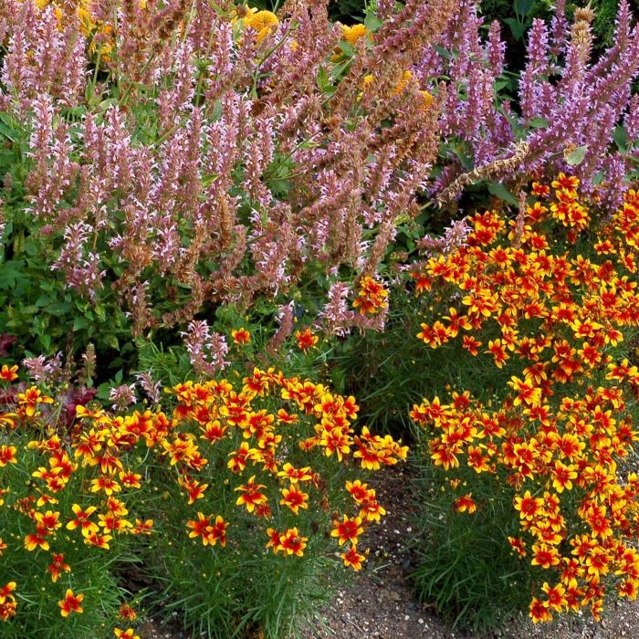 M\u00E4dchenauge\u0020\u0028Coreopsis\u0020verticillata\u0020hybrids\u0029\u0020Lightning\u0020Bug