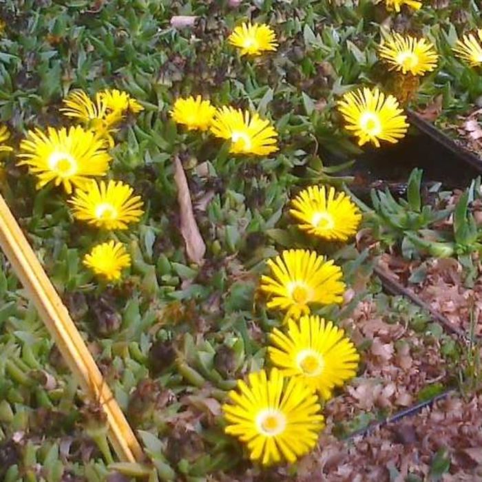 Mittagsbl\u00FCmchen\u0020\u0028Delosperma\u0020congestum\u00A0\u0029\u0020Golden\u0020Nugget\u00A0