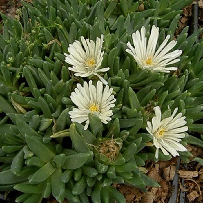 Mittagsbl\u00FCmchen\u0020\u0028Delosperma\u0020\u0029\u0020White\u0020Nugget
