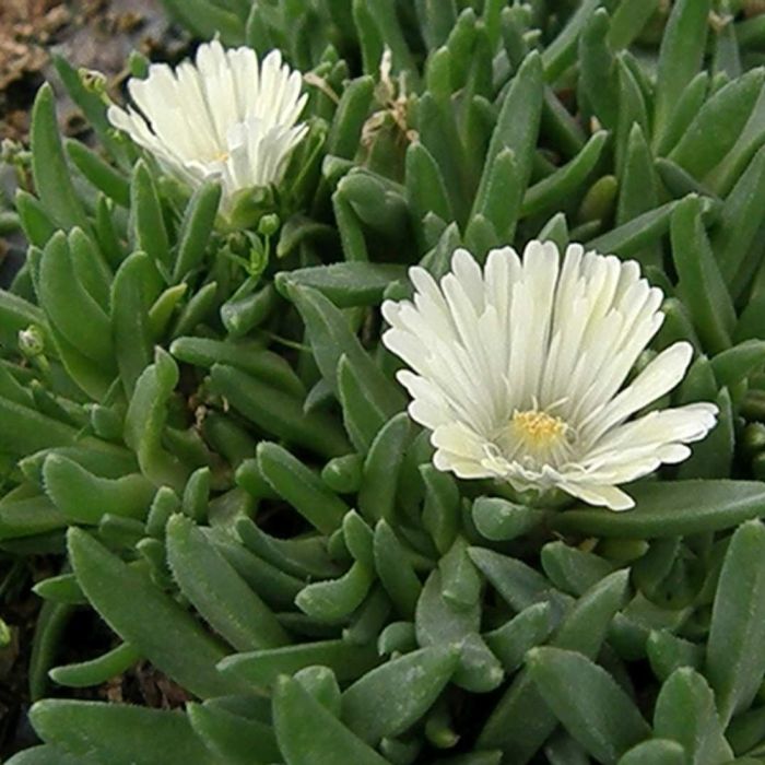 Mittagsbl\u00FCmchen\u0020\u0028Delosperma\u0020\u0029\u0020White\u0020Nugget