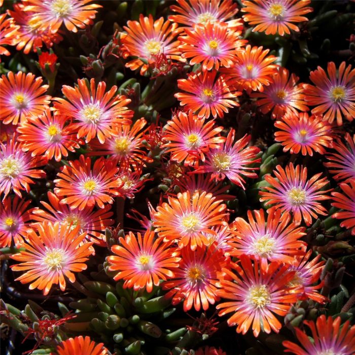 Mittagsbl\u00FCmchen\u0020\u0028Delosperma\u0020cooperi\u0029\u0020Jewel\u0020of\u0020Desert\u0020Sunstone