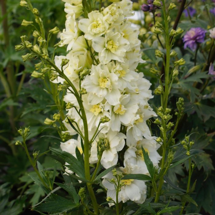 Rittersporn\u0020\u0028Delphinium\u0020elatum\u00A0\u0029\u0020Sherbet\u0020Lemon