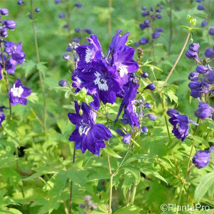 Rittersporn\u0020\u0028Delphinium\u0020Pacific\u0020Giant\u0029\u0020King\u0020Arthur