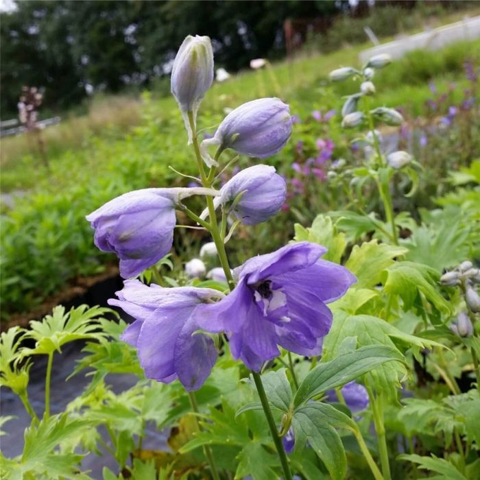 Rittersporn\u0020\u0028Delphinium\u0020x\u0020cultorum\u0029\u0020Magic\u0020Fountains\u0020Lavender\u0020White\u0020Bee