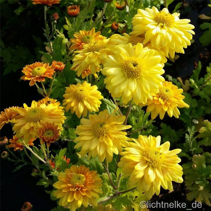 Herbstchrysantheme\u0020\u0028Dendranthema\u0020indicum\u0020\u0028x\u0029\u0029\u0020Goldmarianne