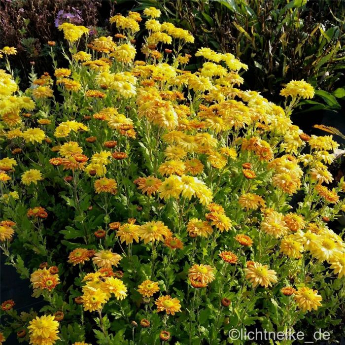 Herbstchrysantheme\u0020\u0028Dendranthema\u0020indicum\u0020\u0028x\u0029\u0029\u0020Goldmarianne