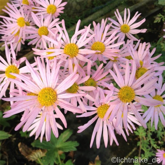 Herbstchrysantheme\u00A0\u0020\u0028Dendranthema\u0020rubellum\u0029\u0020CLARA\u0020CURTIS\u00A0