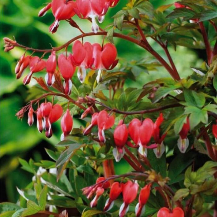 Tr\u00E4nendes\u0020Herz\u0020\u0028Dicentra\u0020spectabilis\u0029\u0020Valentine