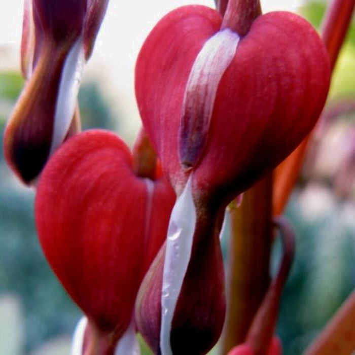 Tr\u00E4nendes\u0020Herz\u0020\u0028Dicentra\u0020spectabilis\u0029\u0020Valentine