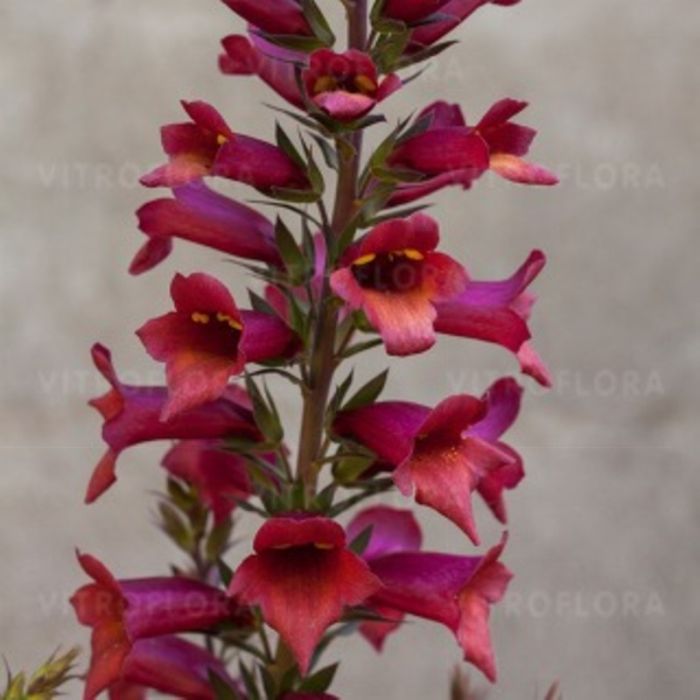 Fingerhut\u0020\u0028Digitalis\u0020x\u0020valinii\u0029\u0020ILLUMINATION\u0020RASPBERRY