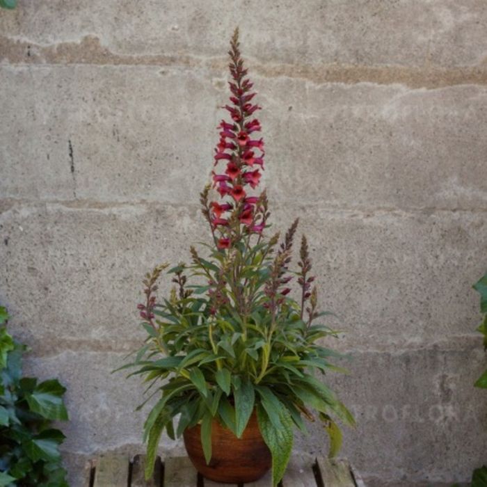 Fingerhut\u0020\u0028Digitalis\u0020x\u0020valinii\u0029\u0020ILLUMINATION\u0020RASPBERRY