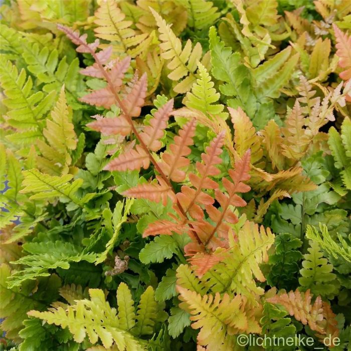 Rotschleier\u002D\u0020Farn\u0020\u0028Dryopteris\u0020erythrosora\u0029\u0020