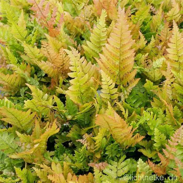 Rotschleier\u002D\u0020Farn\u0020\u0028Dryopteris\u0020erythrosora\u0029\u0020
